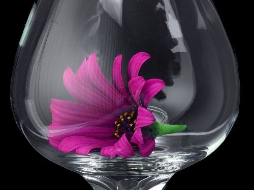 daisy glass flower