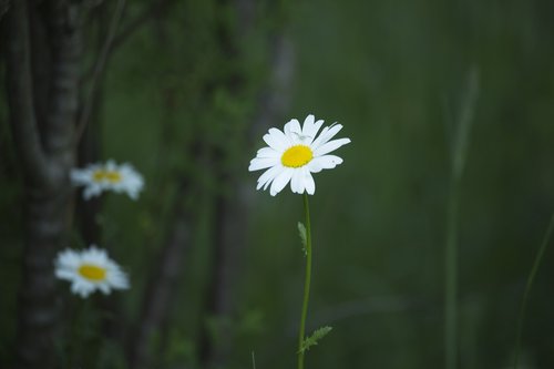 daisy  summer  spring