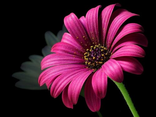 daisy pollen flower