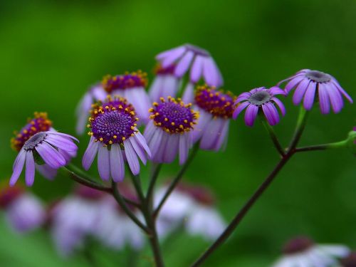 daisy flower nature