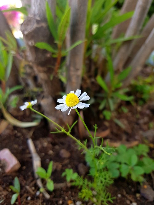 daisy  yellow  white