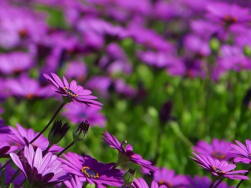 daisy meadow flower