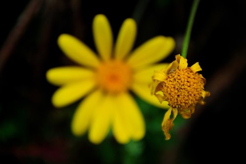 daisy  flower  yellow