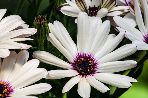 daisy  white  flower