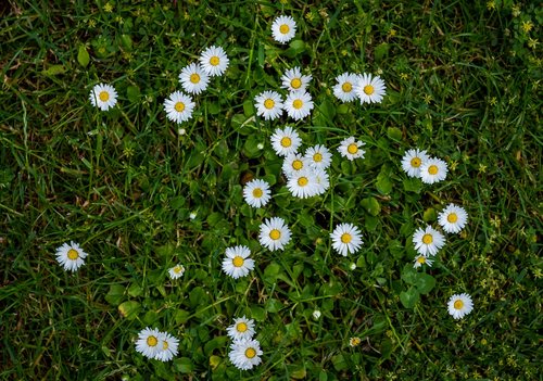 daisy  flowers  white