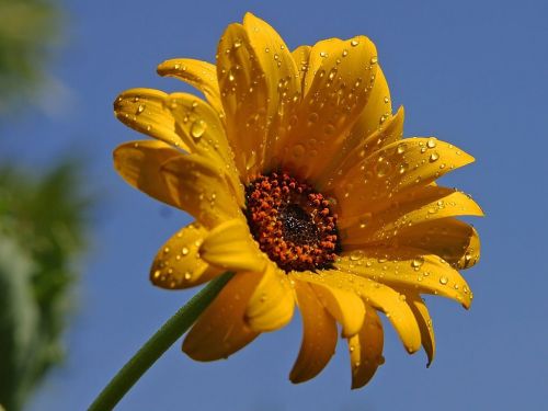daisy dew flower