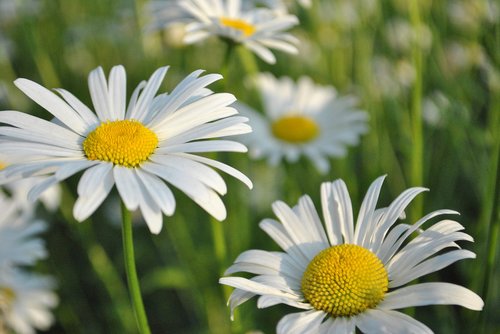 daisy  flowers  garden