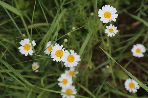 daisy  spring  flower