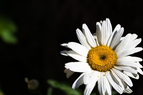 daisy  flower  nature