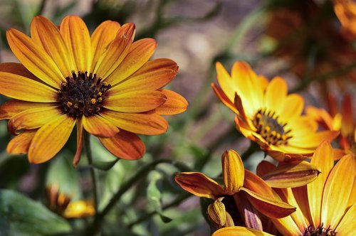 daisy  orange daisy  orange flower