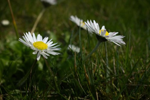 daisy  meadow  summer