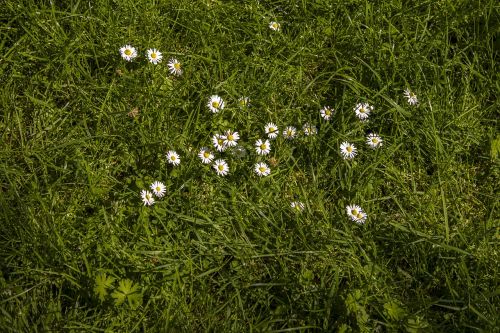 daisy meadow rush