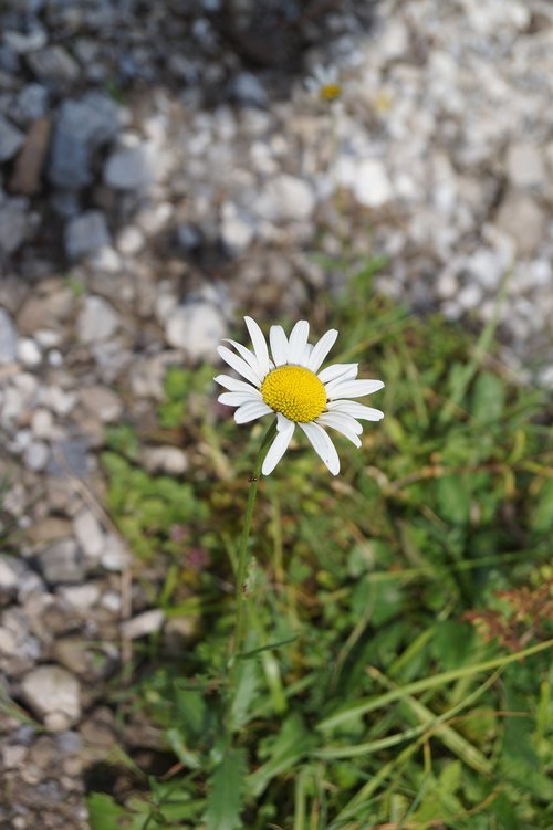 daisy  flower  bellis philosophy