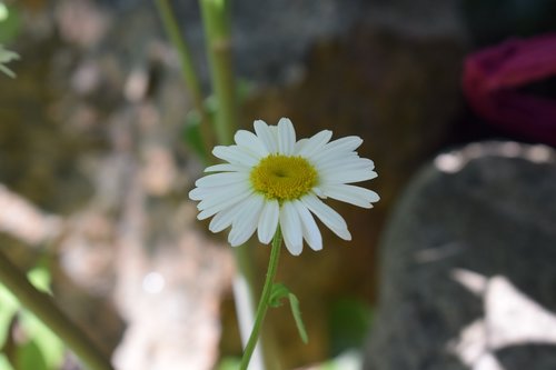 daisy  flower  midsummer