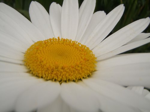 daisy  flower  blossom