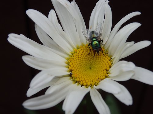 daisy  flower  fly