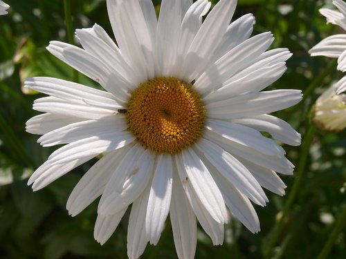 daisy  white flower  spring