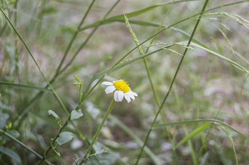 daisy  wild flower  flower