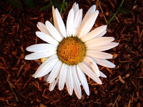 daisy  white  flower