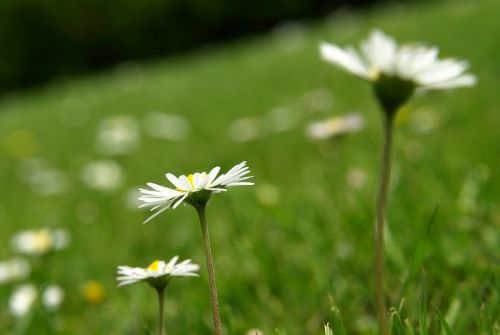 daisy flower blossom