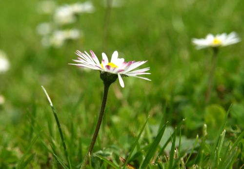 daisy blossom bloom