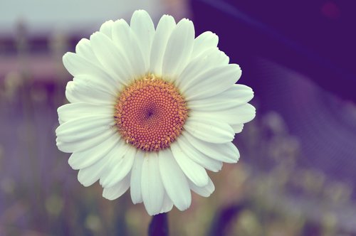 daisy  flower  nature