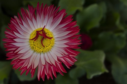 daisy  flower  yellow