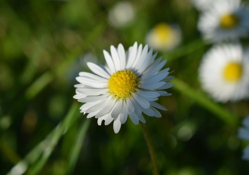 daisy  background  flower