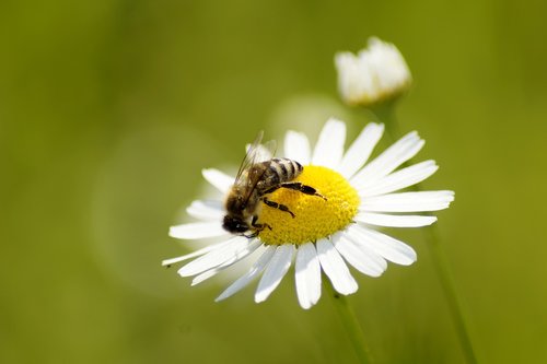 daisy  bee  flower