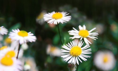 daisy  flowers  meadow