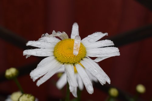 daisy  summer  flower