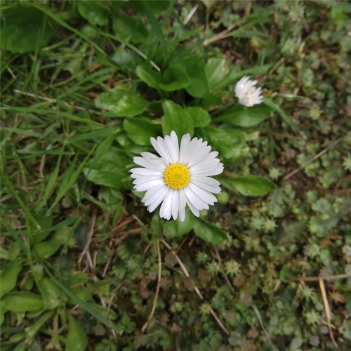 daisy  white  flower