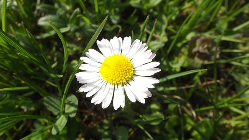 daisy  flower  flowers