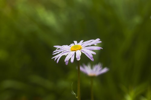 daisy  flower  nature