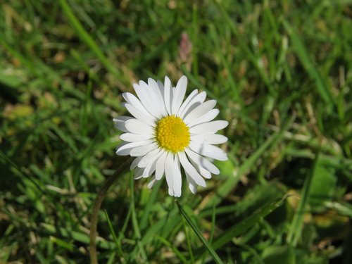 daisy  flower  summer