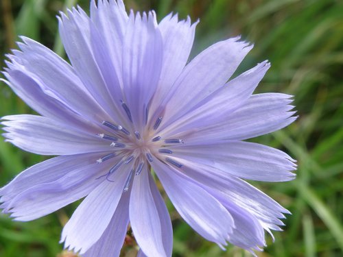 daisy  purple  lavender