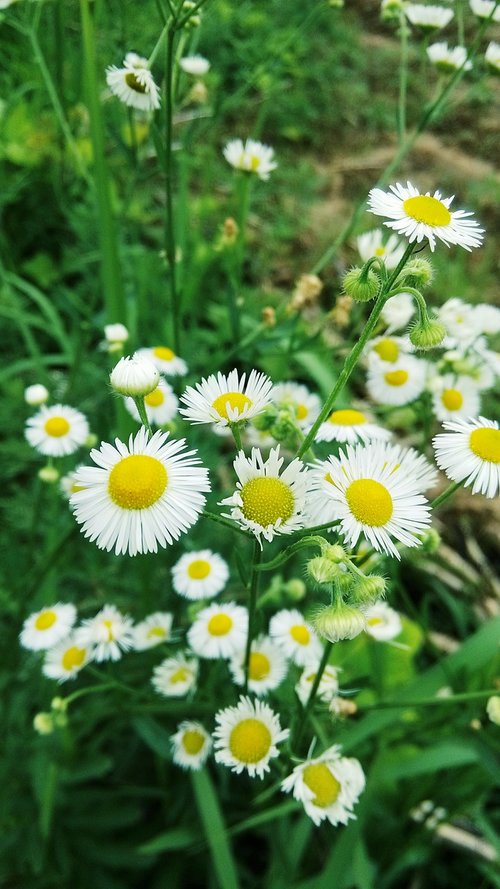 daisy  white  plant