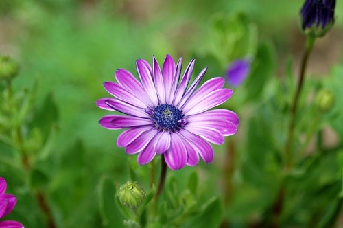 daisy  flower  garden