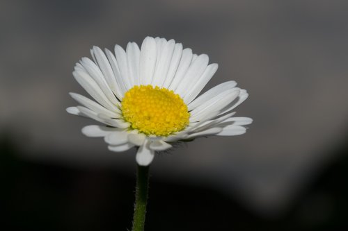 daisy  flower  blossom