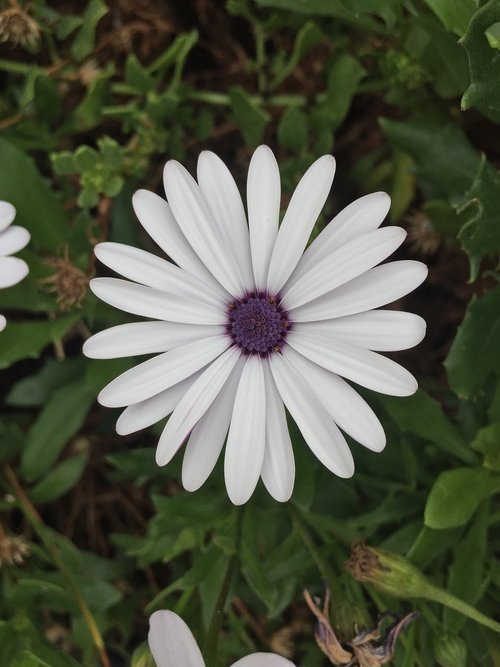 daisy  flower  white