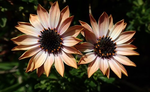 daisy  flowers  plant