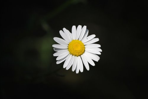 daisy  flower  bloom