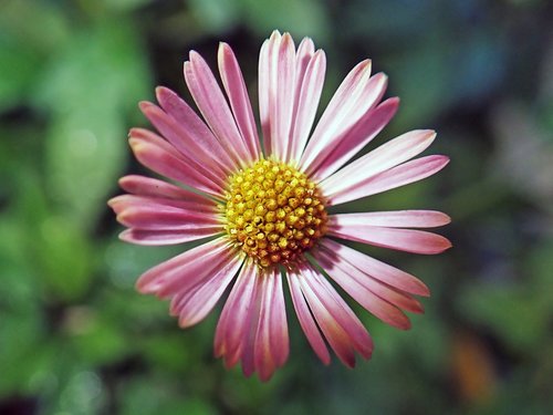 daisy  flower  plant