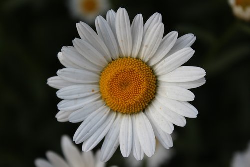 daisy  flower  flora