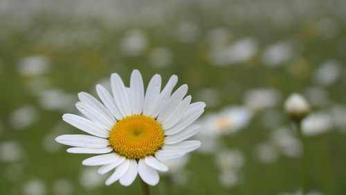 daisy  macro  field