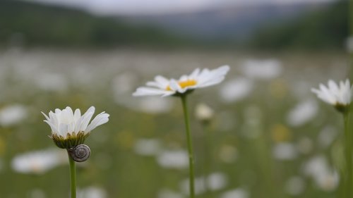 daisy  macro  field