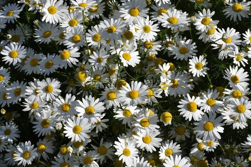daisy  drug  flowers
