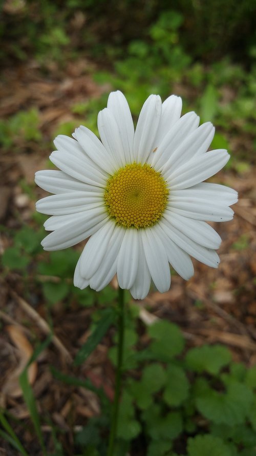 daisy  flower  nature