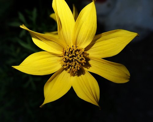 daisy  flower  yellow