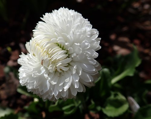 daisy  flower  white